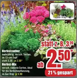 B1 Discount Baumarkt Herbstzauber Angebot