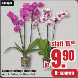 B1 Discount Baumarkt Schmetterlings-Orchidee Angebot