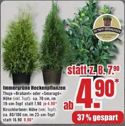 B1 Discount Baumarkt Immergrüne Heckenpflanzen Angebot