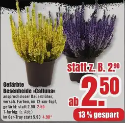 B1 Discount Baumarkt Gefärbte Besenheide »Calluna« Angebot