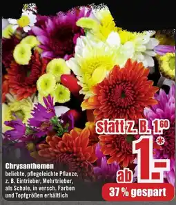 B1 Discount Baumarkt Chrysanthemen Angebot