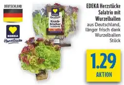 diska EDEKA Herzstücke Salatrio mit Wurzelballen Angebot