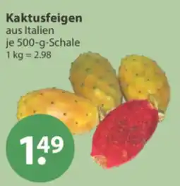 V Markt Kaktusfeigen Angebot