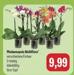 Feneberg Phalaenopsis Multiflora Angebot