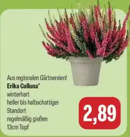 Feneberg Erika Calluna* Angebot
