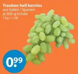 V Markt Trauben hell kernlos Angebot