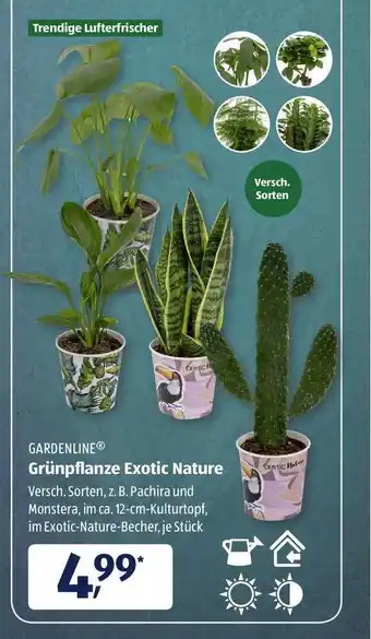 Aldi Süd Gardenline Grunpflanze Exotic Nature Angebot