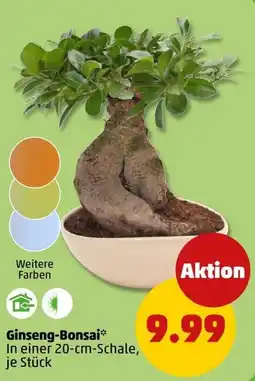 PENNY Ginseng-Bonsai* Angebot