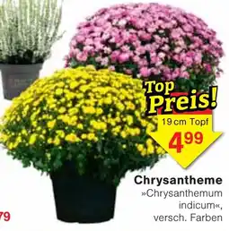 Wiglo Wunderland Chrysanthemum indicum Angebot