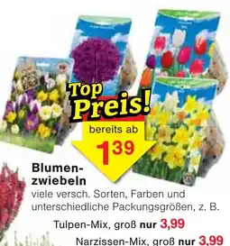 Wiglo Wunderland Blumenzwiebeln Angebot