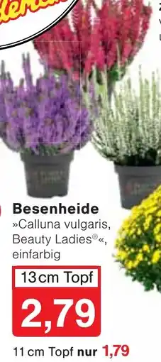 Wiglo Wunderland Besenheide Angebot