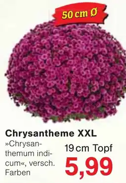 Wiglo Wunderland Chrysantheme XXL Angebot