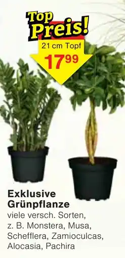 Wiglo Wunderland Exklusive Grünpflanze Angebot