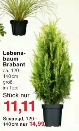 Wiglo Wunderland Lebensbaum Brabant Angebot