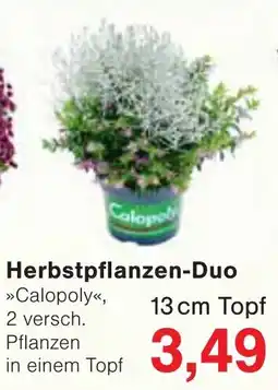 Wiglo Wunderland Herbstpflanzen-Duo »Calopoly« Angebot