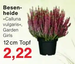 Wiglo Wunderland Besenheide »Calluna vulgaris«, Garden Girls Angebot