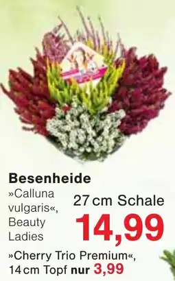 Wiglo Wunderland Besenheide »Calluna vulgaris«, Beauty Ladies Angebot