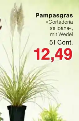 Wiglo Wunderland Pampasgras »Cortaderia selloana«, mit Wedel Angebot