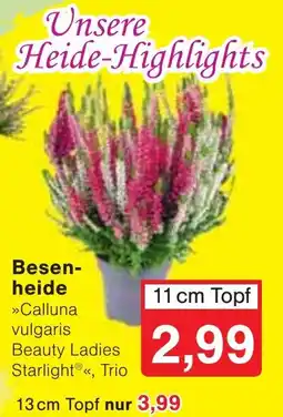 Wiglo Wunderland Besenheide »Calluna vulgaris Beauty Ladies Starlight®«, Trio Angebot