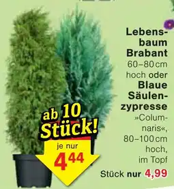 Wiglo Wunderland Lebensbaum Brabant Angebot