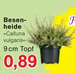 Wiglo Wunderland Besenheide »Calluna vulgaris« Angebot