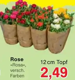 Wiglo Wunderland Rose Angebot