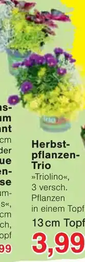 Wiglo Wunderland Herbstpflanzen-Trio »Triolino« Angebot