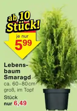 Wiglo Wunderland Lebensbaum Smaragd Angebot