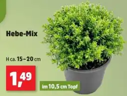 Thomas Philipps Hebe-Mix Angebot