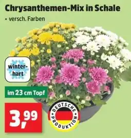 Thomas Philipps Chrysanthemen-Mix in Schale Angebot