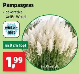 Thomas Philipps Pampasgras Angebot