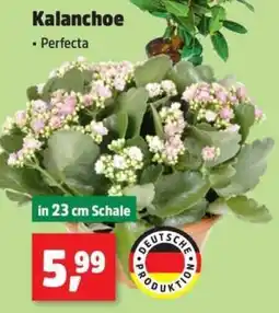 Thomas Philipps Kalanchoe Perfecta Angebot