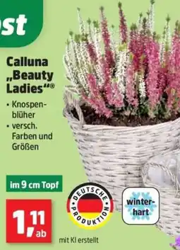 Thomas Philipps Calluna "Beauty Ladies" Angebot