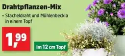 Thomas Philipps Drahtpflanzen-Mix Angebot