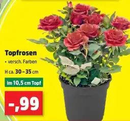 Thomas Philipps Topfrosen Angebot