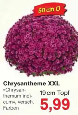 Jawoll Chrysantheme XXL Angebot