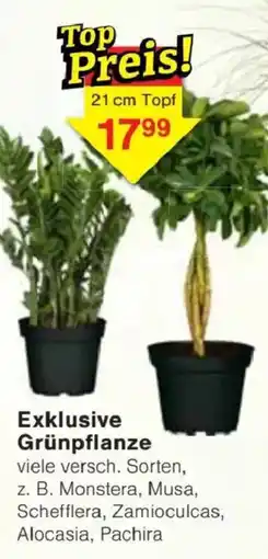 Jawoll Exklusive Grünpflanze Angebot