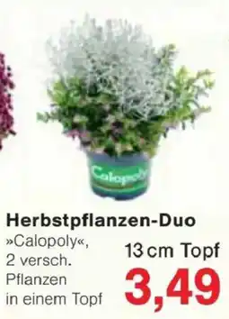 Jawoll Herbstpflanzen-Duo »Calopoly« Angebot