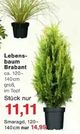 Jawoll Lebensbaum Brabant Angebot