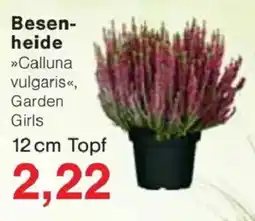 Jawoll Besenheide »Calluna vulgaris«, Garden Girls Angebot