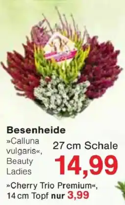 Jawoll Besenheide »Calluna vulgaris«, Beauty Ladies Angebot