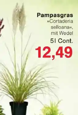 Jawoll Pampasgras »Cortaderia selloana«, mit Wedel Angebot