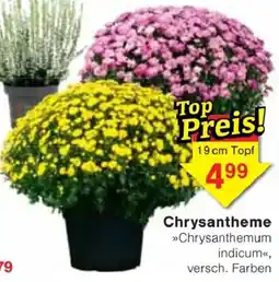 Jawoll Chrysanthemum indicum Angebot