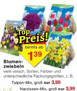Jawoll Blumenzwiebeln Angebot