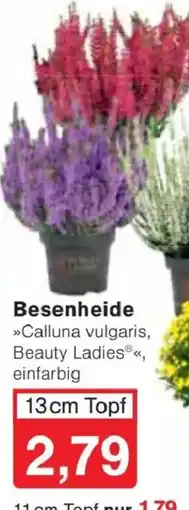Jawoll Besenheide Angebot