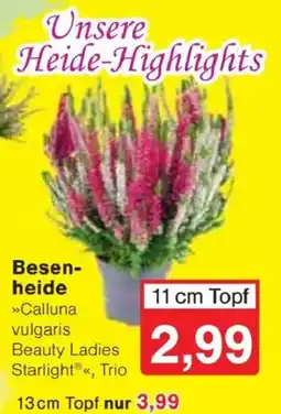 Jawoll Besen-heide »Calluna vulgaris Beauty Ladies Starlight®«, Trio Angebot