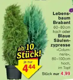 Jawoll Lebensbaum Brabant Angebot