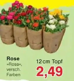 Jawoll Rose »Rosa« Angebot