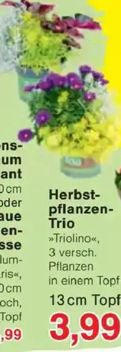 Jawoll Herbstpflanzen-Trio »Triolino« Angebot