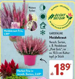 Aldi Süd GARDENLINE Heidekraut Angebot